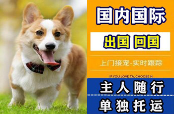 枣庄市宠物托运公司枣庄市宠物托运公司枣庄市宠物托运公司