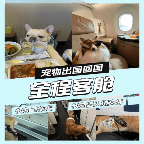 枣庄市宠物托运到白俄罗斯宠物入境规定和要求